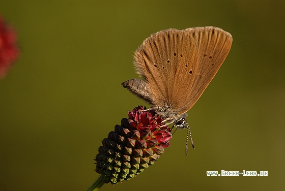 Dunkler Wiesenknopf-Ameisenbläuling - Copyright Christian Gelpke