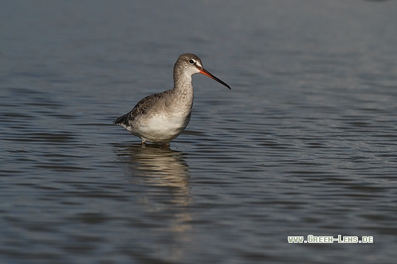 Dunkler Wasserläufer - Copyright Stefan Pfützke
