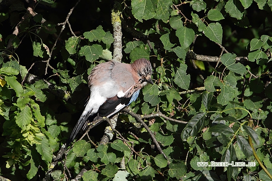 Eichelhäher - Copyright Stefan Pfützke