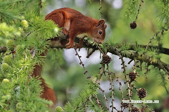 Eichhörnchen - Copyright Stefan Pfützke