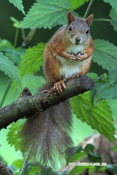 Eichhörnchen - Copyright Stefan Pfützke