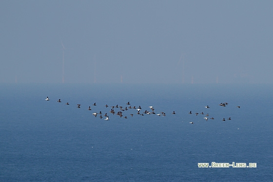 Eiderente - Copyright Stefan Pfützke