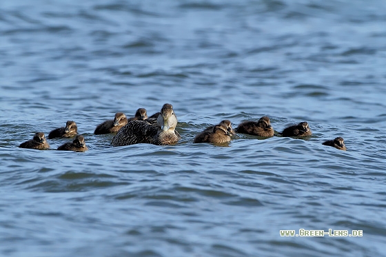 Eiderente - Copyright Stefan Pfützke