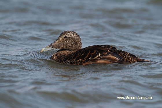 Eiderente - Copyright Stefan Pfützke