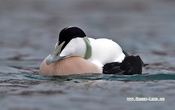 Eiderente - Copyright Stefan Pfützke