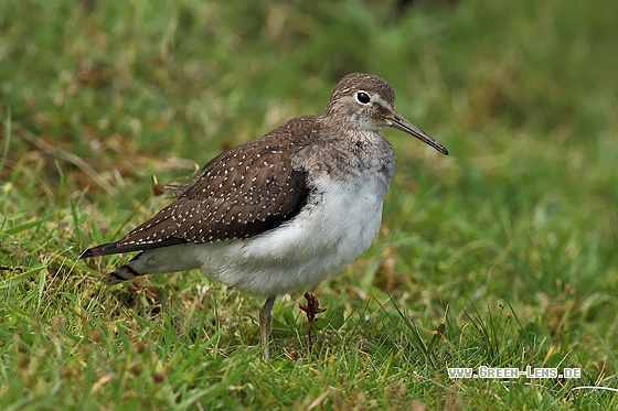 Einsamer Wasserläufer - Copyright Stefan Pfützke