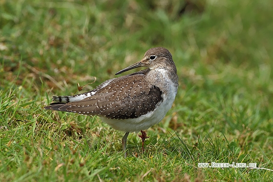 Einsamer Wasserläufer - Copyright Stefan Pfützke