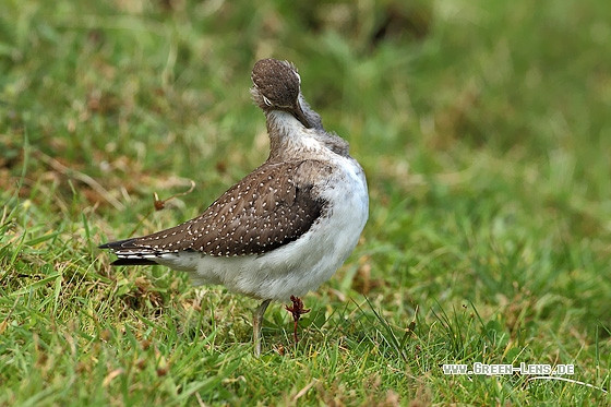 Einsamer Wasserläufer - Copyright Stefan Pfützke