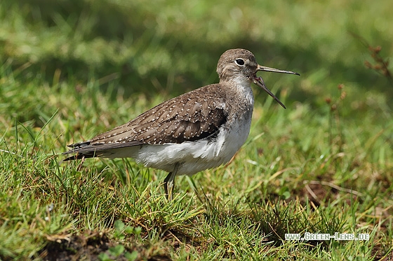 Einsamer Wasserläufer - Copyright Stefan Pfützke