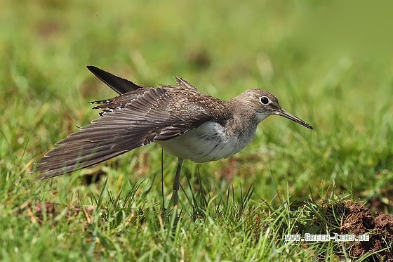 Einsamer Wasserläufer - Copyright Stefan Pfützke