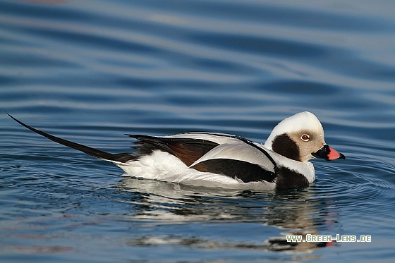 Eisente - Copyright Stefan Pfützke