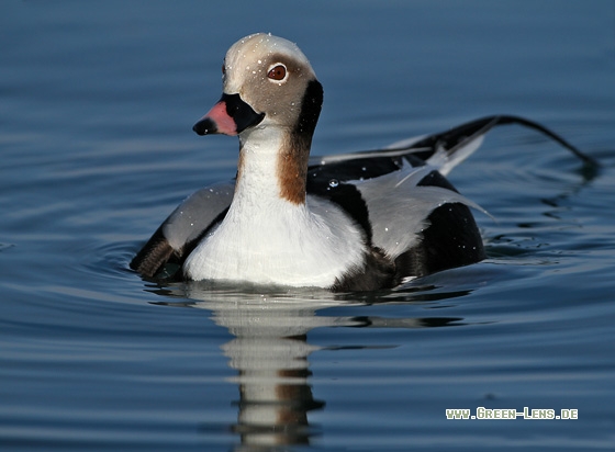 Eisente - Copyright Stefan Pfützke