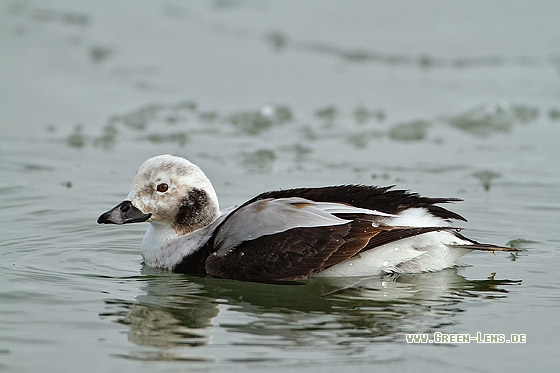 Eisente - Copyright Stefan Pfützke