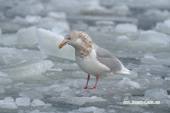 Eismöwe - Copyright Stefan Pfützke