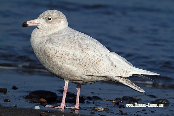 Eismöwe - Copyright Stefan Pfützke