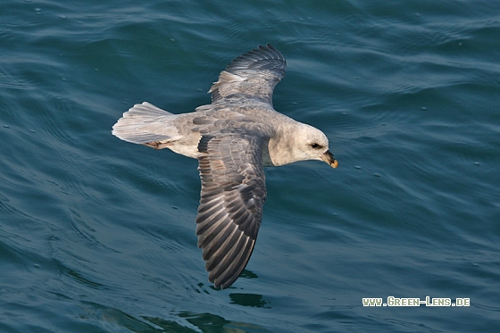 Eissturmvogel - Copyright Stefan Pfützke