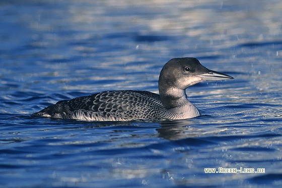 Eistaucher - Copyright Stefan Pfützke