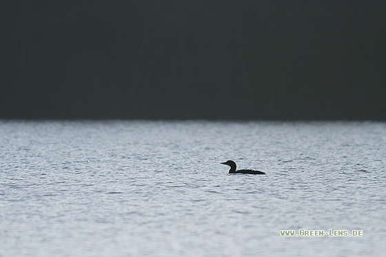 Eistaucher - Copyright Stefan Pfützke