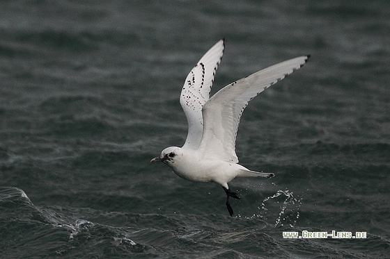 Elfenbeinmöwe - Copyright Stefan Pfützke