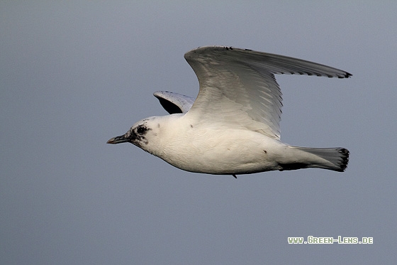 Elfenbeinmöwe - Copyright Stefan Pfützke