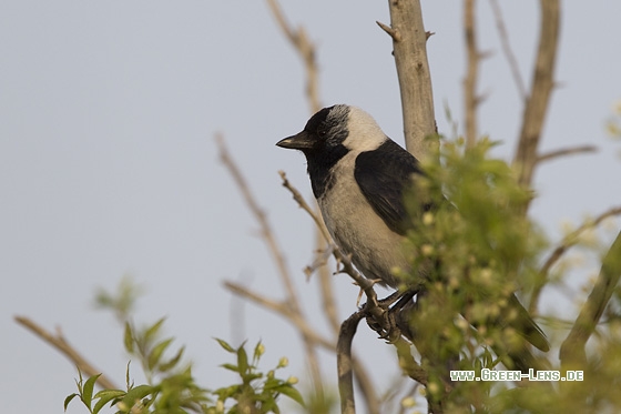 Elsterdohle - Copyright Mathias Putze