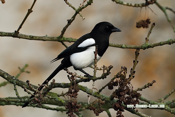 Elster - Copyright Stefan Pfützke