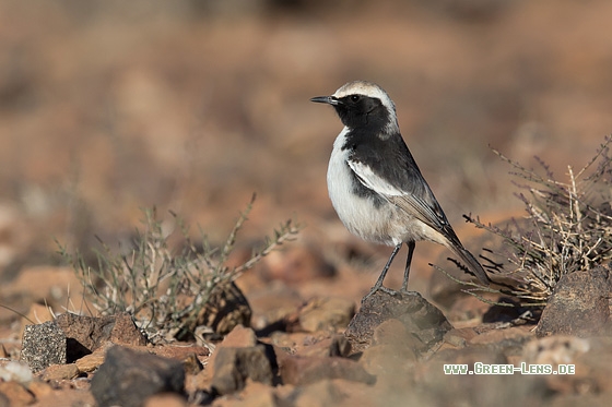 Fahlbürzel-Steinschmätzer - Copyright Mathias Putze