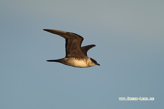 Falkenraubmöwe - Copyright Stefan Pfützke