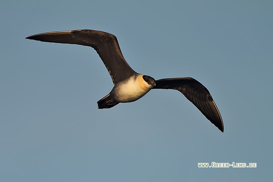 Falkenraubmöwe - Copyright Stefan Pfützke