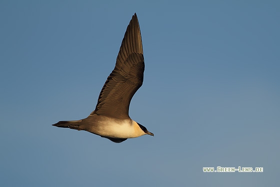 Falkenraubmöwe - Copyright Stefan Pfützke