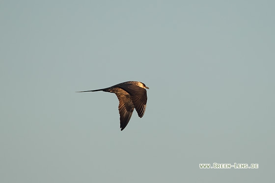 Falkenraubmöwe - Copyright Stefan Pfützke