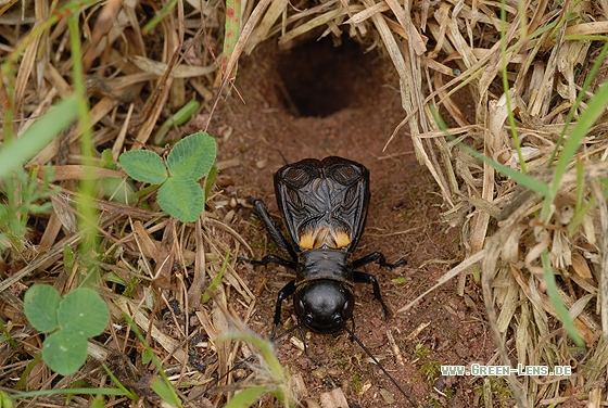 Feldgrille - Copyright Christian Gelpke