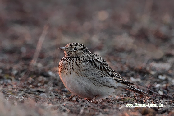 Feldlerche - Copyright Stefan Pfützke