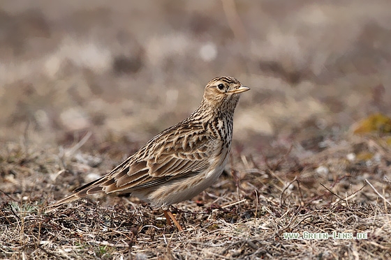 Feldlerche - Copyright Stefan Pfützke