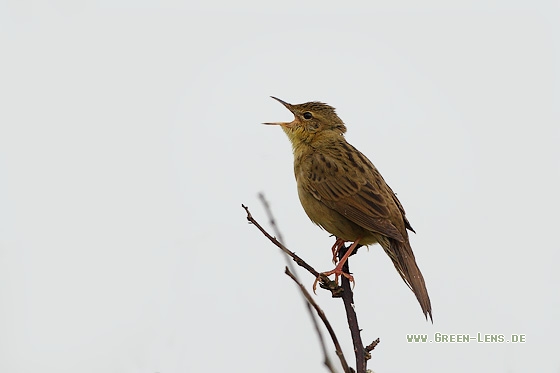 Feldschwirl - Copyright Stefan Pfützke