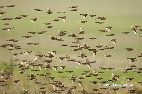 Feldsperling - Copyright Mathias Putze