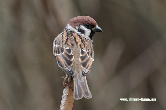 Feldsperling - Copyright Stefan Pfützke