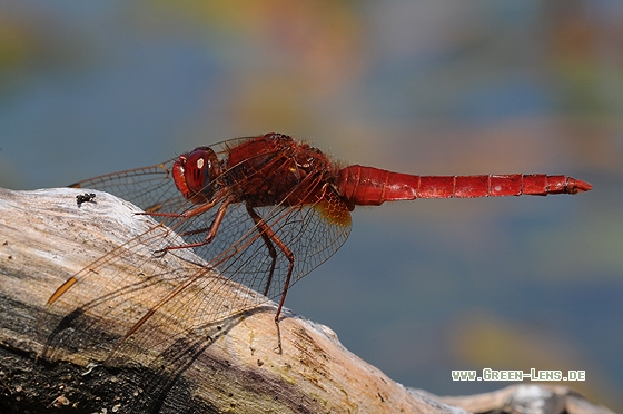 Feuerlibelle - Copyright Christian Gelpke