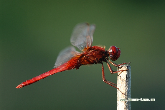 Feuerlibelle - Copyright Christian Gelpke