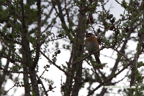 Fichtenammer - Copyright Mathias Putze