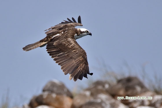 Fischadler - Copyright Stefan Pfützke