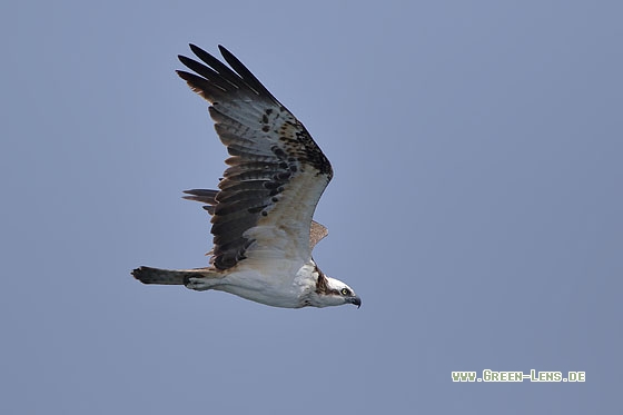 Fischadler - Copyright Stefan Pfützke