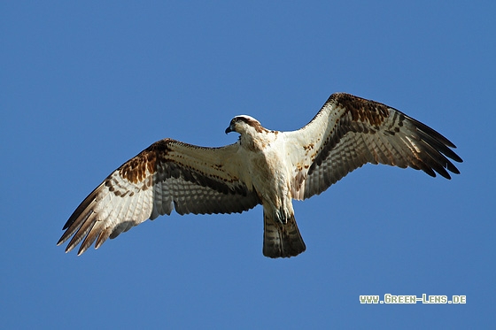 Fischadler - Copyright Stefan Pfützke