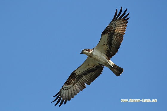 Fischadler - Copyright Stefan Pfützke