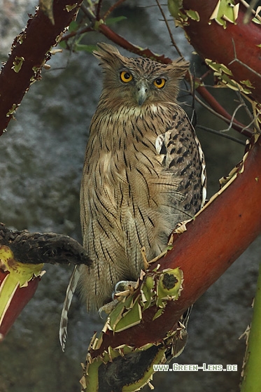 Fischuhu - Copyright Stefan Pfützke