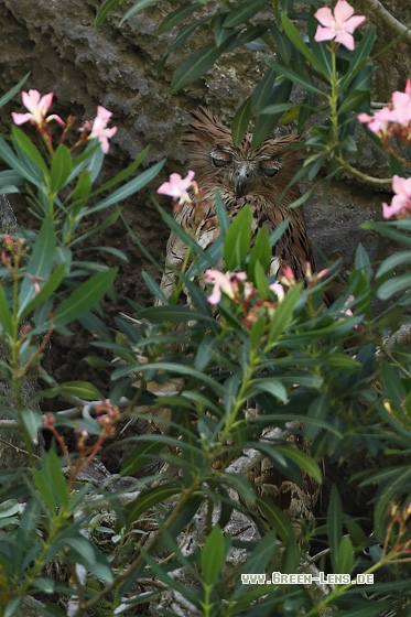 Fischuhu - Copyright Stefan Pfützke