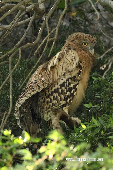 Fischuhu - Copyright Stefan Pfützke