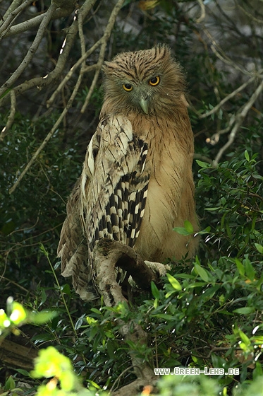 Fischuhu - Copyright Stefan Pfützke