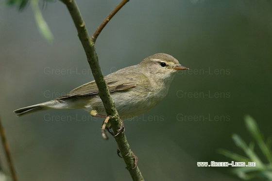 Fitis - Copyright Stefan Pfützke