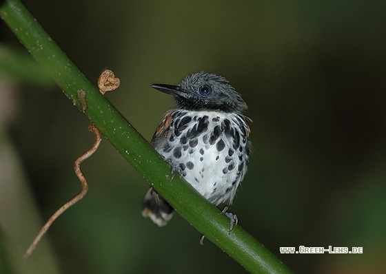 Fleckenbrust-Waldwächter - Copyright Christian Gelpke
